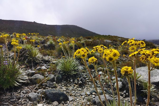 Private Tour - Páramo de Santurban (Nature) - What the private format is worth at $258