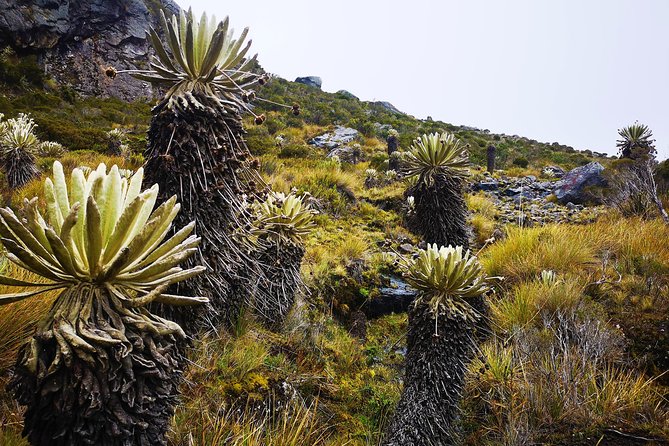 Private Tour - Páramo de Santurban (Nature) - Who should book this Santurbán outing