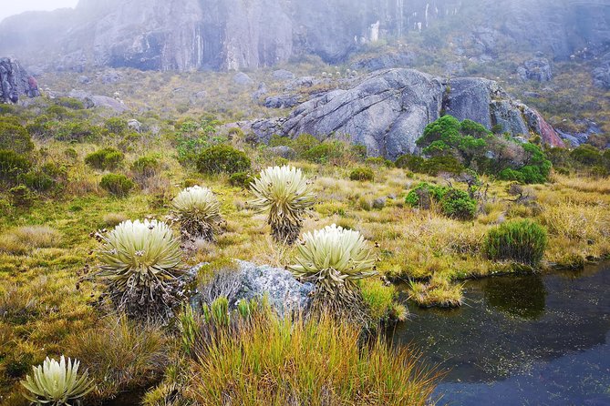 Private Tour - Páramo de Santurban (Nature) - Leaving Bucaramanga at 6:00 a.m.