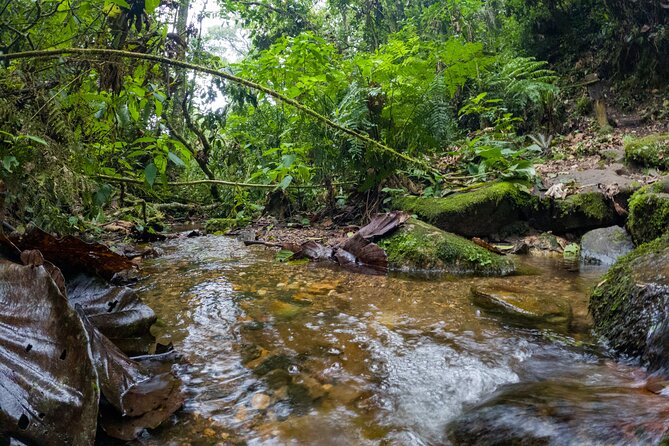 Private Tour through the Chicaque Natural Park and Forest of Fog - Key points to know before you book