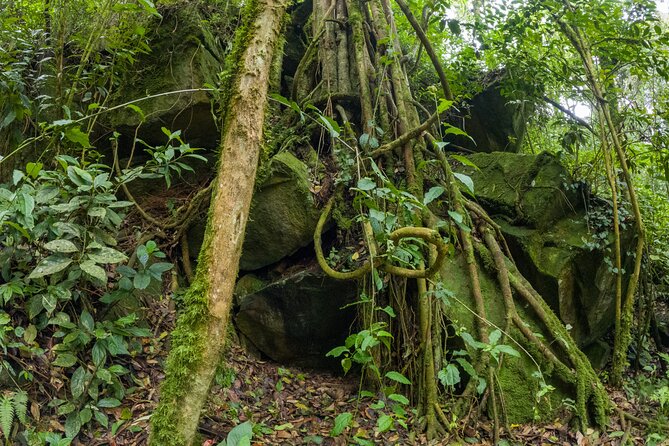 Private Tour through the Chicaque Natural Park and Forest of Fog - Who will enjoy this forest walk most