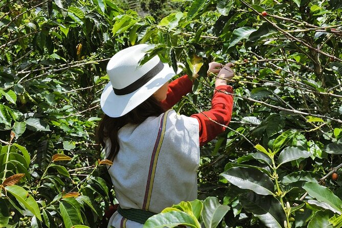 Private Tour to Coffee Farm (farm of your choice) - What the private format changes