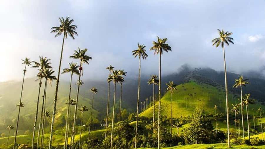 Salento and Cocora Valley Full Plan from Pereira or Armenia - Lunch at Laurita restaurant
