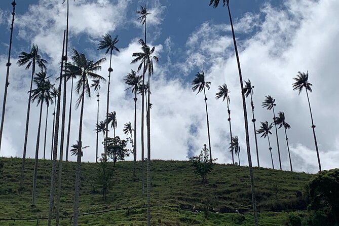 Salento, Cocora and Filandia Private Tour from Pereira or Armenia - Entering Cocora Valley and its wax palms
