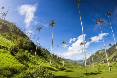 Salento, Cocora and Filandia Private Tour from Pereira or Armenia