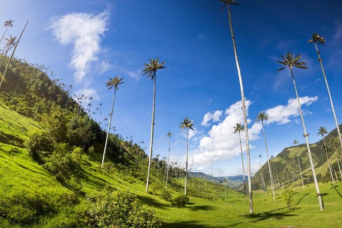 Salento, Cocora and Filandia Private Tour from Pereira or Armenia - Who should book this tour?
