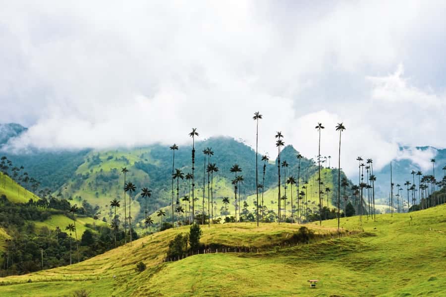 Salento, Cocora and Filandia Tour from Pereira or Armenia - Salento, the region’s best-known town stop