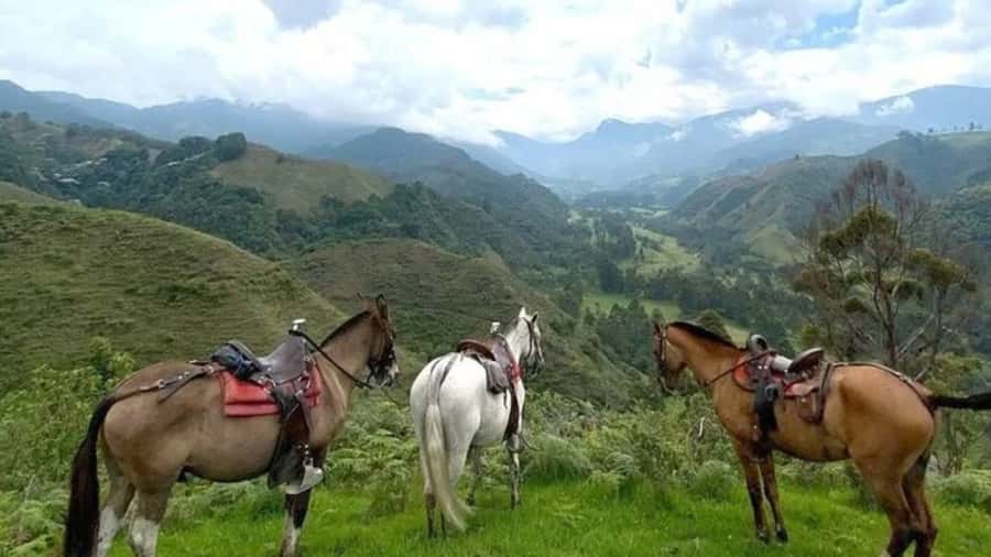 Salento, Cócora + Horseback Riding from Pereira or Armenia - Key points at a glance