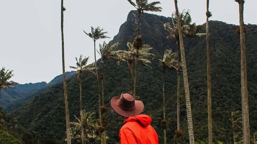 Salento, Cócora + Horseback Riding from Pereira or Armenia - Entering the wax palm forest