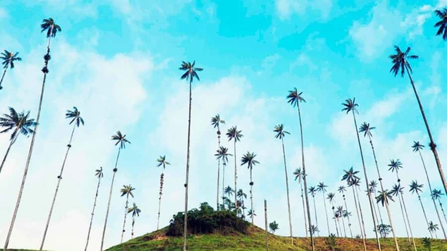 Salento, Cocora Valley & Cocoa Tour from Pereira or Armenia - Who should book this experience?