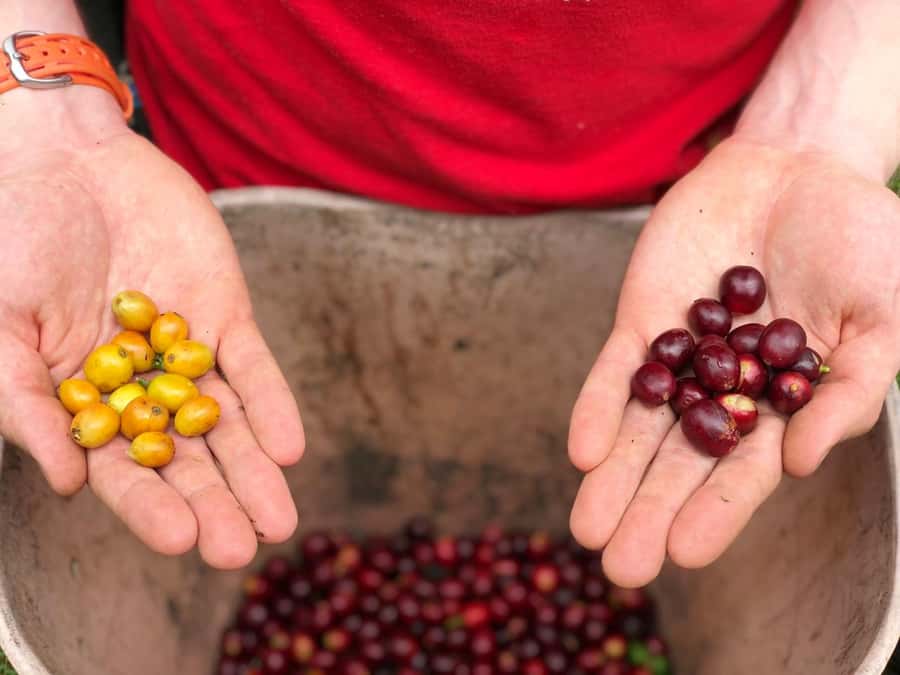 Salento: Coffee Farm Tour with Tasting - Seeing the coffee plant up close