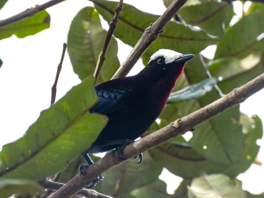 Salento: hike to learn about Birds - Moving from town to a nearby birding hotspot