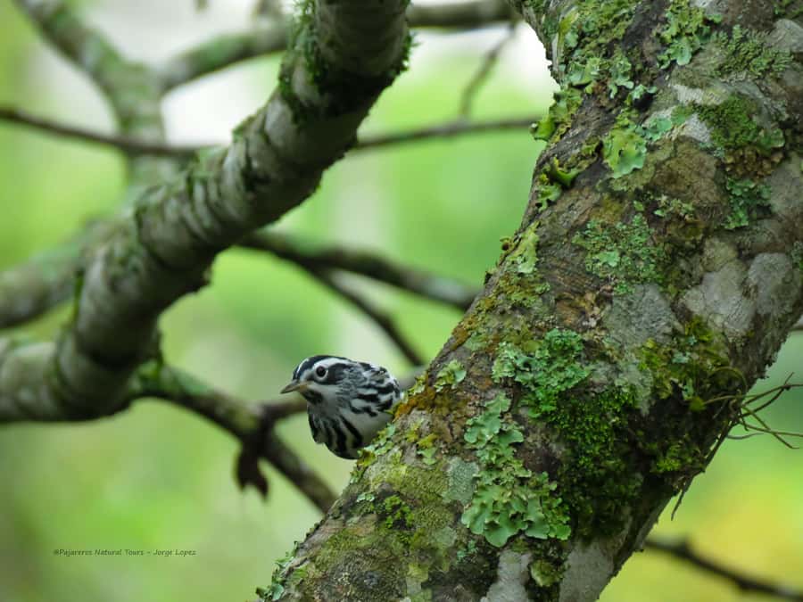 Salento: hike to learn about Birds - Why binoculars and a small group matter