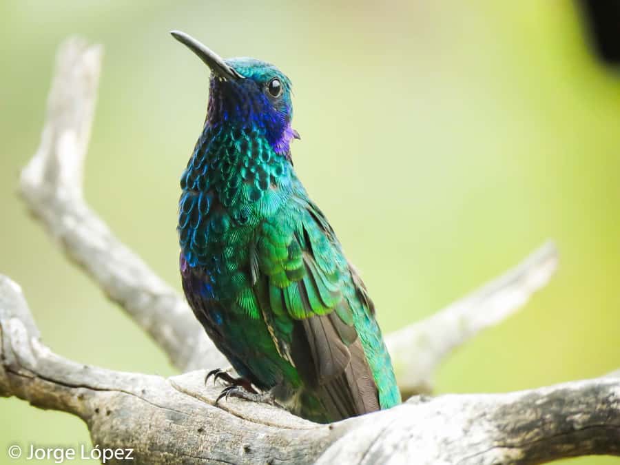Salento: hike to learn about Birds - What the guide adds to the experience