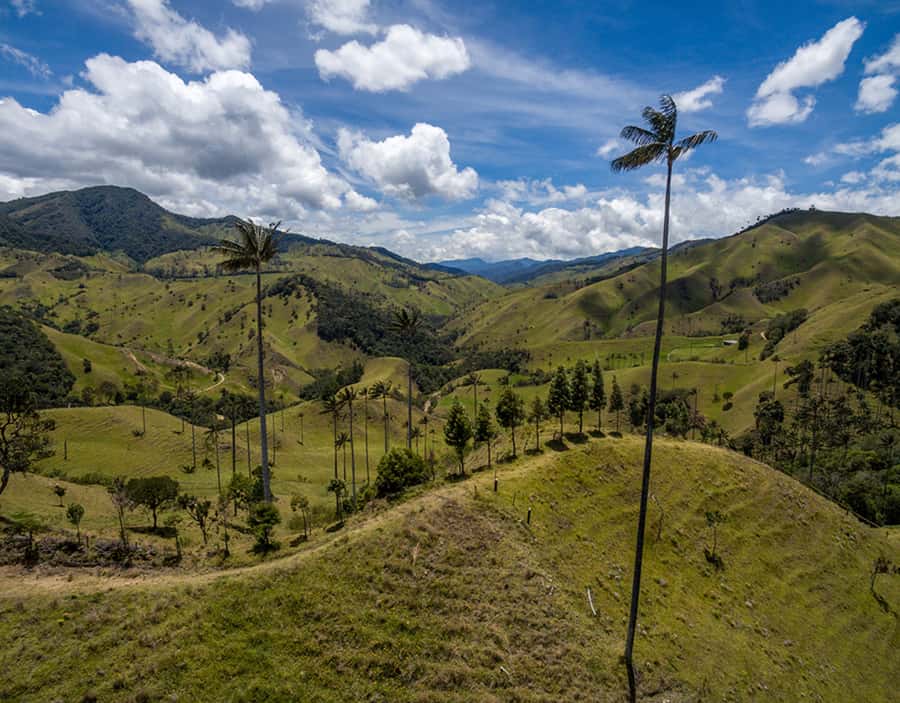 Salento/Pereira: Cocora Valley & Salento Hiking Private Tour - Why Cocora Valley deserves a place in your Colombia plans