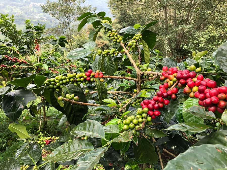 Salento: Private Cocora Valley, Salento & Coffee Farm Tour - The Salento element