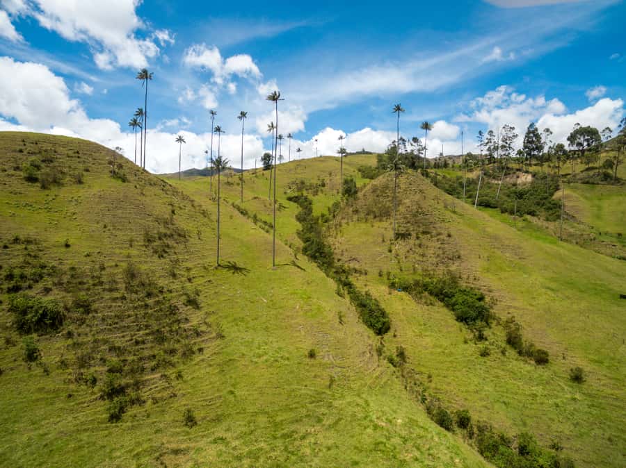 Salento: Private Cocora Valley, Salento & Coffee Farm Tour - What the $157 price really buys