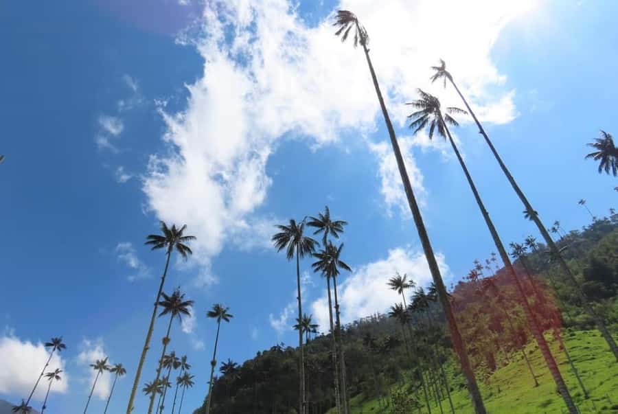 Salento: Salento & Cocora Valley Tour - Starting at Nuestra Señora del Carmen in Salento