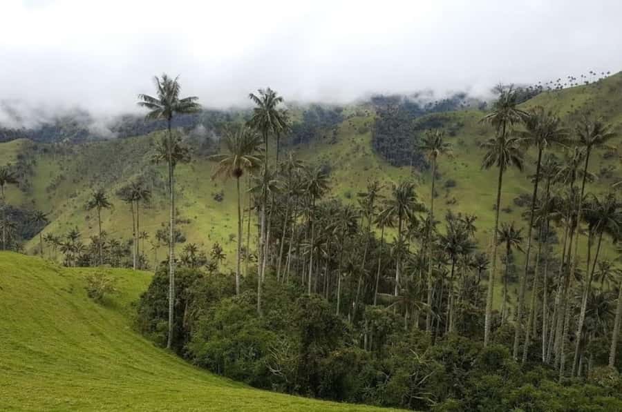 Salento: Salento & Cocora Valley Tour - Wax palms, birds, flowers, and coffee country