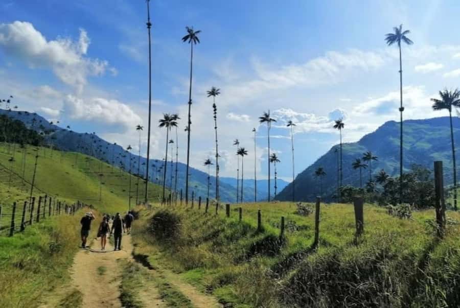 Salento: Salento & Cocora Valley Tour - Seeing Cocora Valley from the mountain road