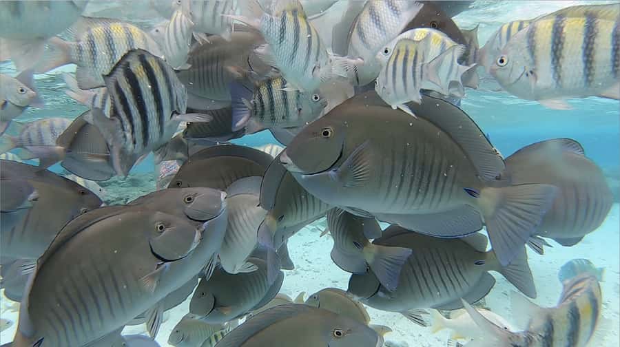 San Andrés: Island Pontoon Boat Tour - Key points before you book