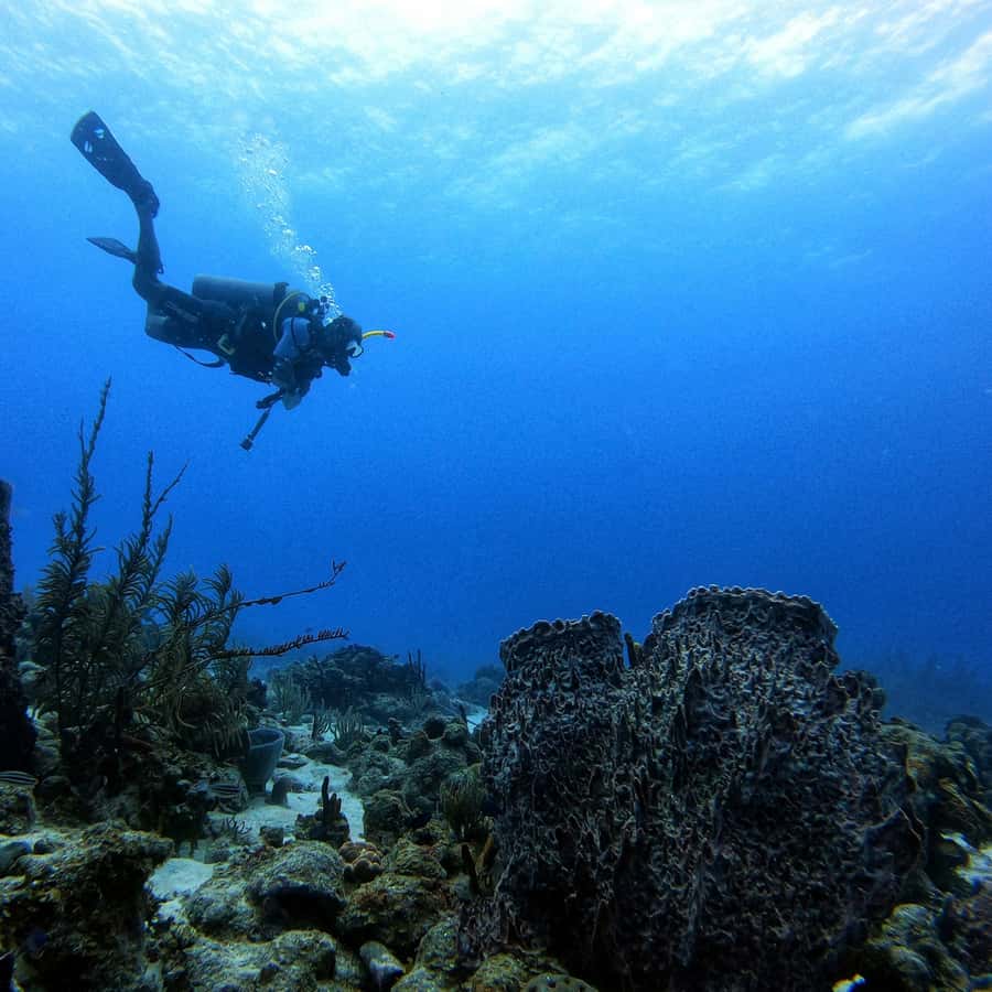 San Andres: Scuba Diving Experience with Hotel Pickup - What You Get for $50 in Three Hours