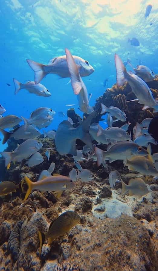 SAN ANDRES: SNUBA UNDERWATER EXPERIENCE - What SNUBA in San Andrés is really like