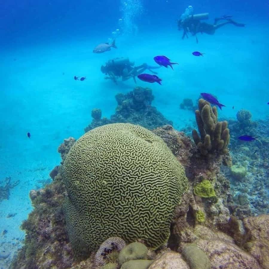 SAN ANDRES: SNUBA UNDERWATER EXPERIENCE - Seeing San Andrés from below the surface