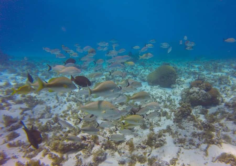 SAN ANDRES: SNUBA UNDERWATER EXPERIENCE - Starting at Marina Portofino