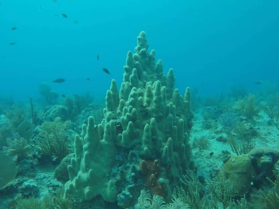 San Andres: Transfer by Boat + Natural Aquarium - A Short Glass-Bottom Boat Ride to the Aquarium