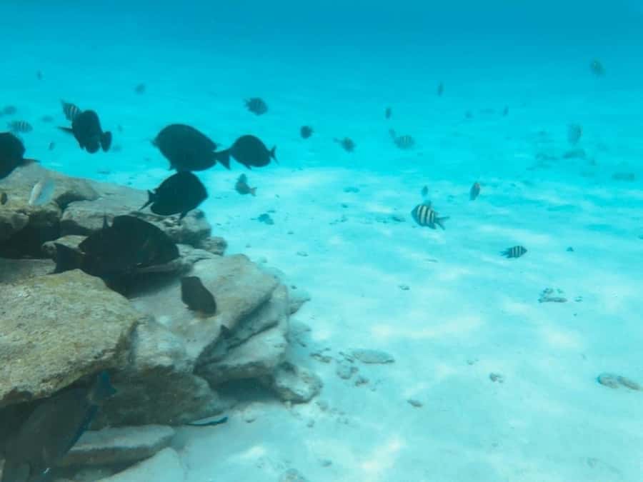 San Andres: Transfer by Boat + Natural Aquarium - Who Will Enjoy This Six-Hour Outing