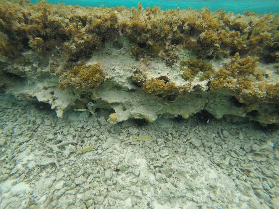 San Andres: Transfer by Boat + Natural Aquarium - Practical Tips for a Better Day