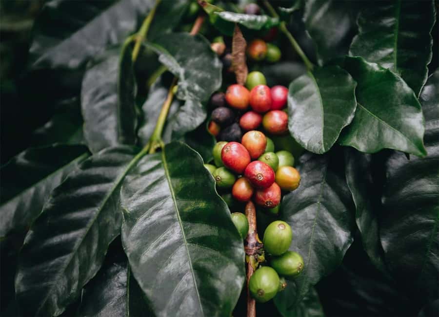 Santa Marta: Minca Coffee, Cocoa, & Waterfall Full-Day Trip - Key points at a glance