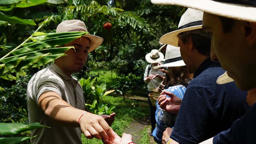 Santa Marta: Minca Coffee, Cocoa, & Waterfall Full-Day Trip - Coffee at a small plantation