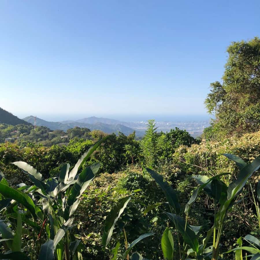 Santa Marta: Trekking in Minca Complete Waterfall Circuit - Coffee, cacao, and farming in the Sierra Nevada
