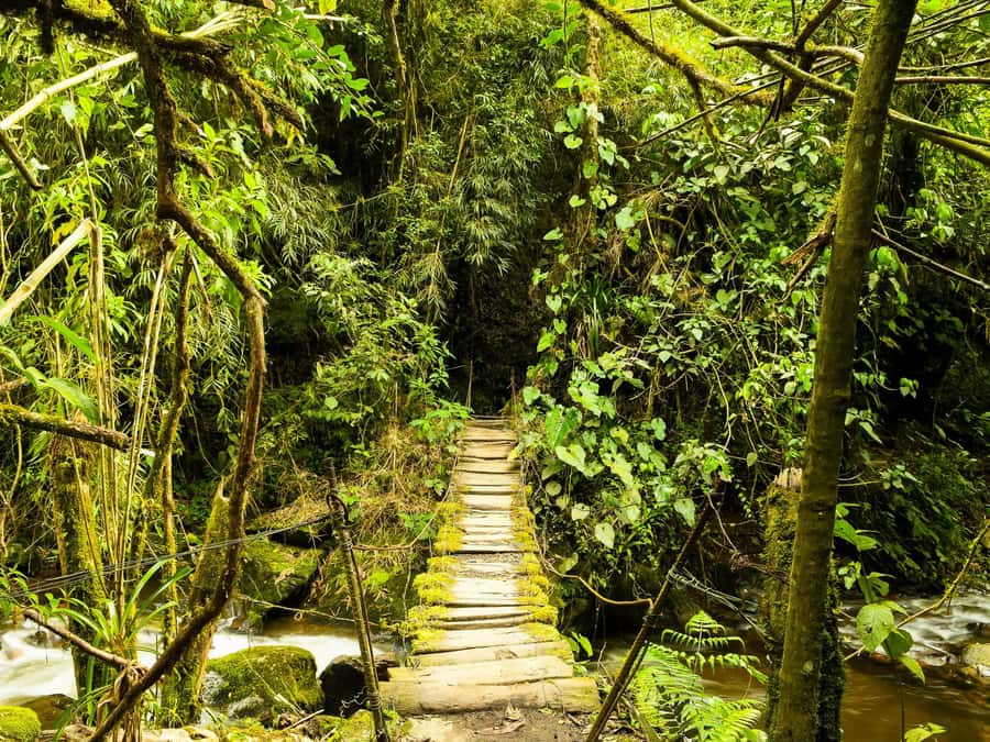 Santa Rita Waterfall and Salento Private Tour - Why combine Santa Rita with Salento?