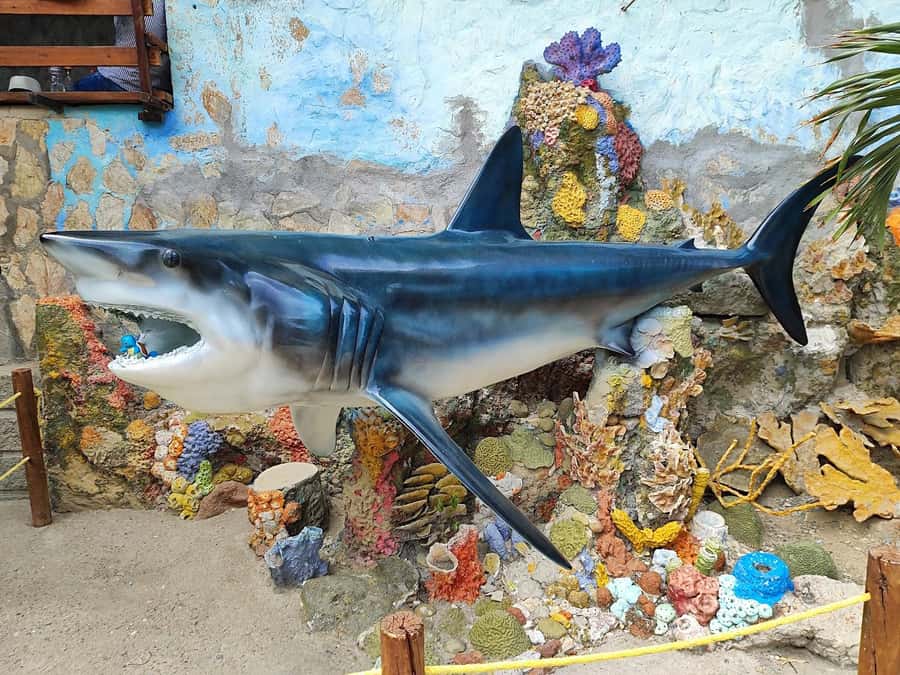 SANTAMARTA: TOUR Combo boat taxi, aquarium, lunch, and white sand beach - Who should book this Santa Marta outing?