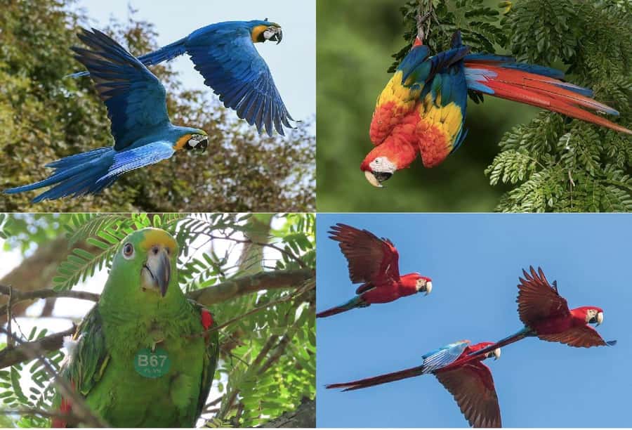 Scenic Horseback Ride in Tropical Mountain Reserve - Meeting the parrots and macaws at Fundación Loros