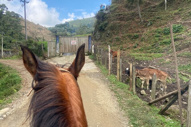 Scenic Horseback Riding in the Medellín Mountains - What the $66.60 price includes