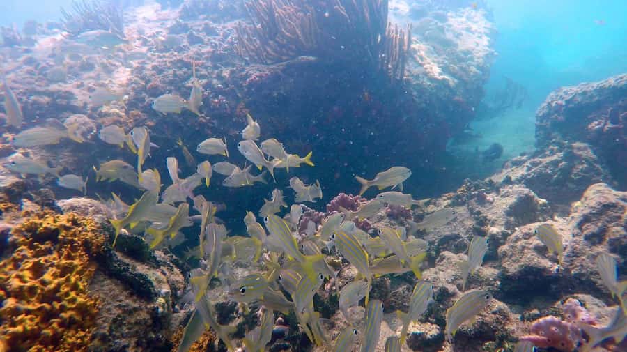 SPEEDBOAT TOUR TO TAYRONA CRISTAL BEACH - Lunch with a choice of fish, chicken, or pork
