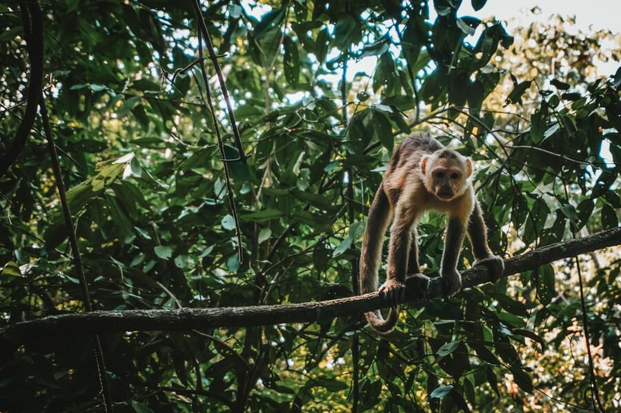 Tayrona Park & Cabo San Juan - The return hike and the long ride home