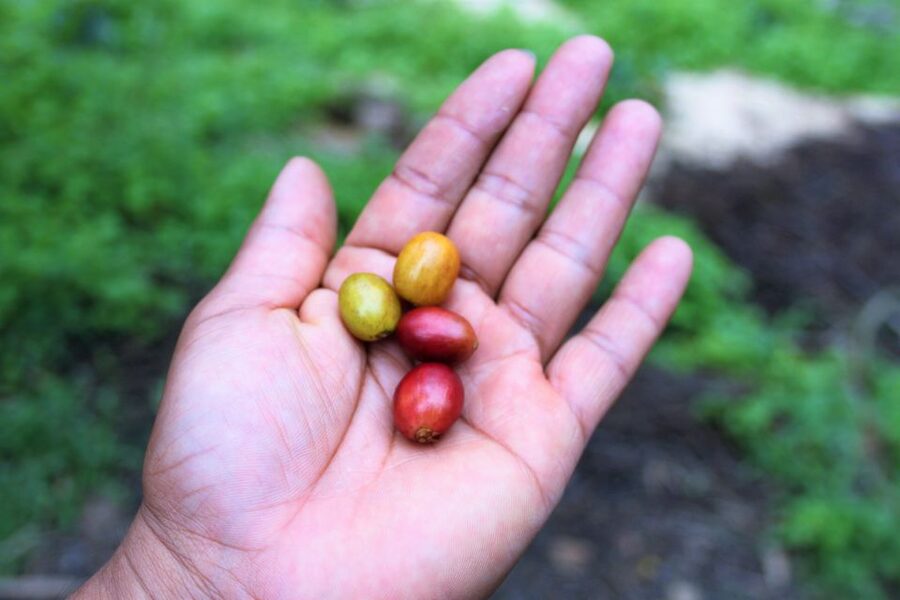 Tequendama Falls and Coffee Hacienda Day Trip from Bogotá - Why this day trip works from Bogotá