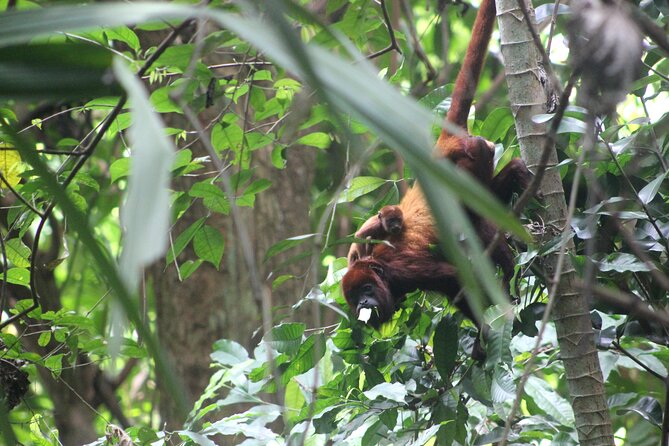 The Howling Trail Hike - The howls, tamarins, and other wildlife