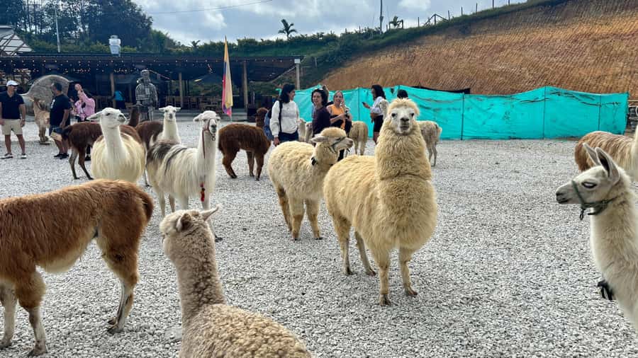 Tour Guatapé con visita a Granja de las Llamas y las Alpacas - Should you book this Guatapé tour?