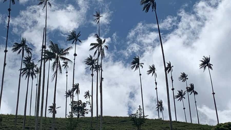 Tour to Salento and Cocora Valley from Pereira or Armenia - Key points at a glance