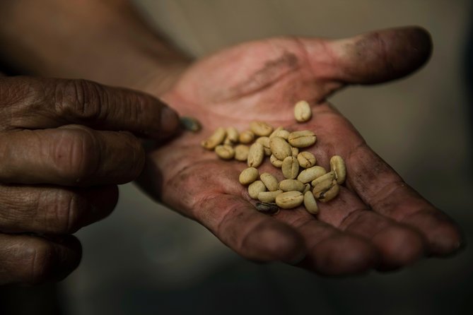 Traditional Coffee Farm Experience at Hacienda Coloma from Bogotá - What the seven-hour schedule really means