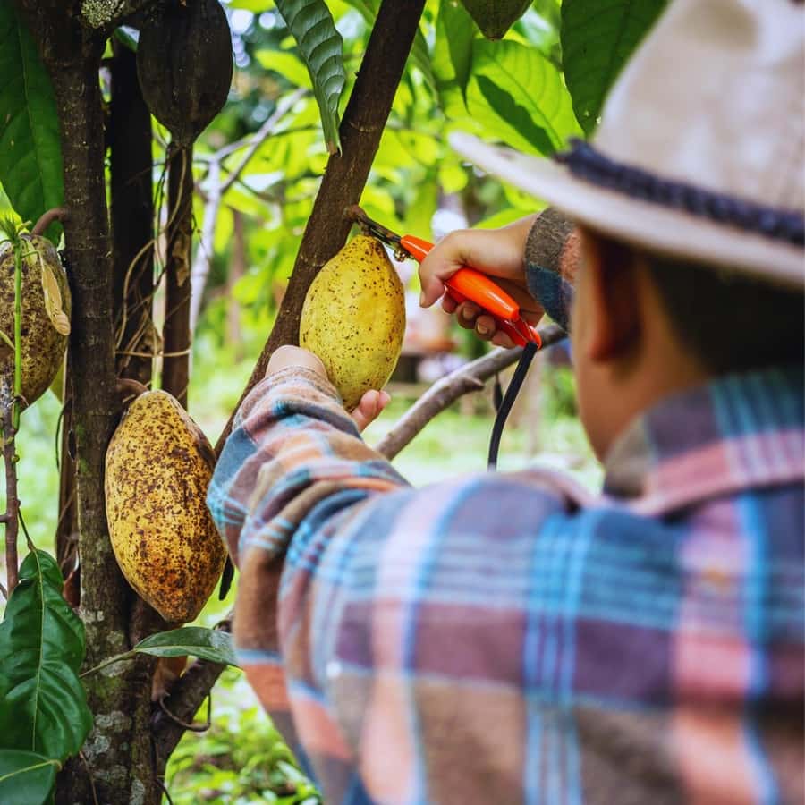 Trekking History and Indigenous Heritage in Minca + Cacao & Coffee + Waterfall - What the $41 price really covers