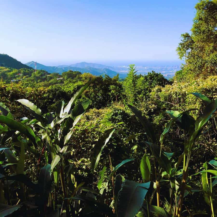 Trekking History and Indigenous Heritage in Minca + Cacao & Coffee + Waterfall - Guides who add value to the route