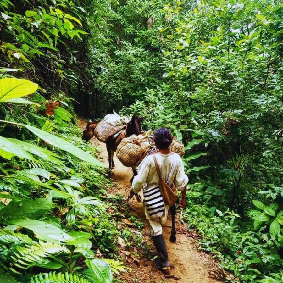 Trekking History and Indigenous Heritage in Minca + Cacao & Coffee + Waterfall - Walking trails tied to Tayrona heritage