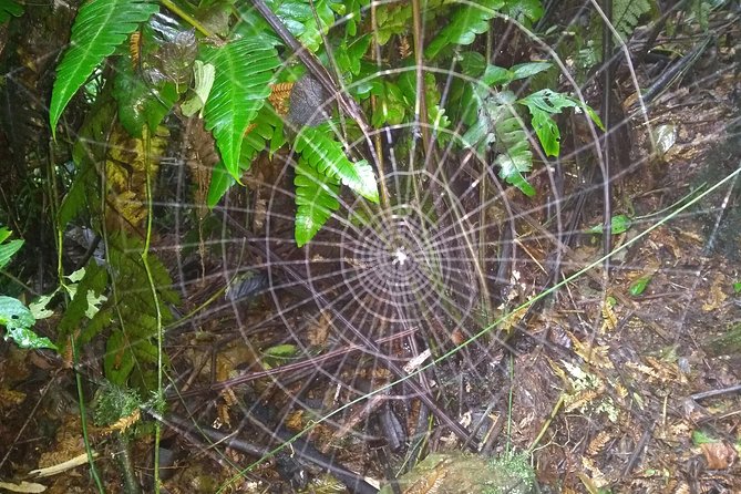 Trekking to Pico de Loro - The five-hour climb from Fundación Pico Pance